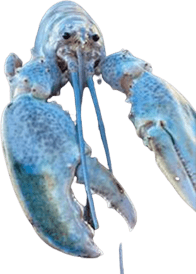 Blue Lobster PNG