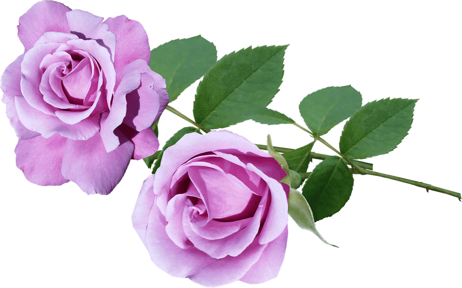 Purple Rose PNG