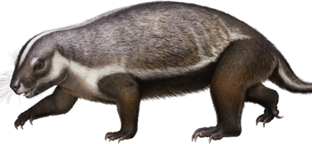 Madagascar Iguanids PNG