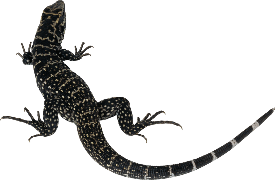 Leopard Lizards PNG