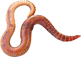 Worms PNG
