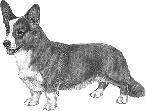 Corgi PNG