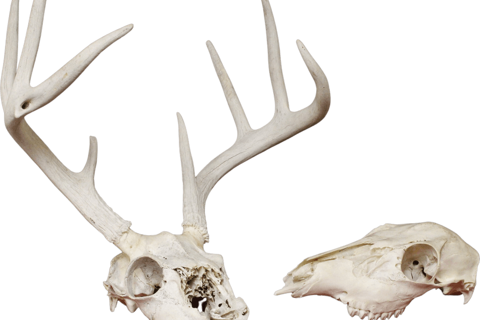 Deer Skull PNG