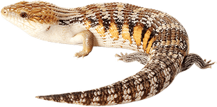 Leopard Lizards PNG
