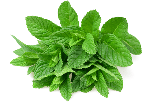 Mint Leaves PNG
