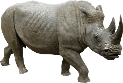 Rhinoceros PNG