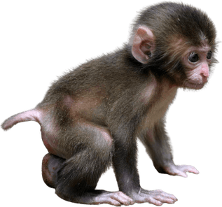 Chimpanzee PNG