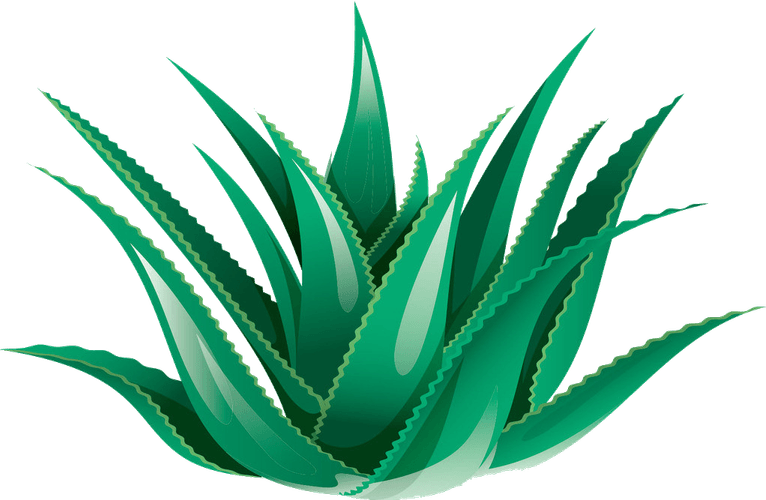 Aloe Vera PNG