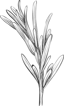Rosemary PNG
