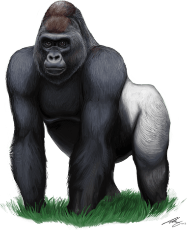 Gorilla PNG