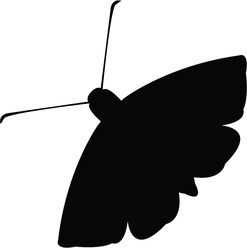 Moth PNG