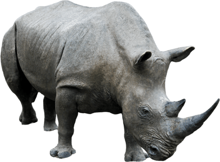 White Rhinoceros PNG