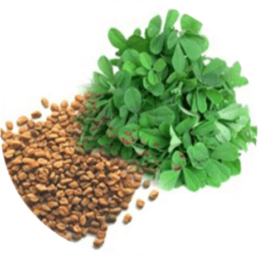 Fenugreek Leaf PNG