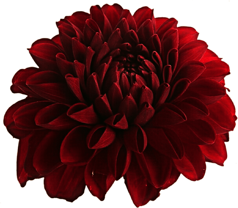Dahlia PNG