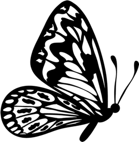 Butterfly Black And White PNG