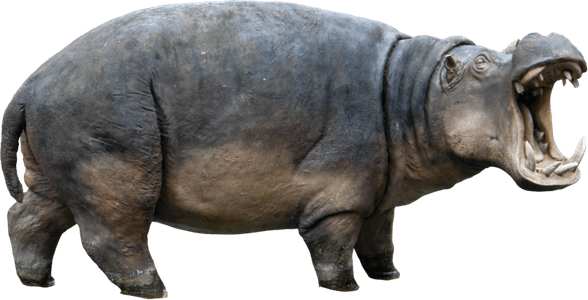 Hippopotamus PNG
