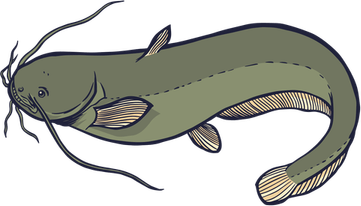 Catfish PNG