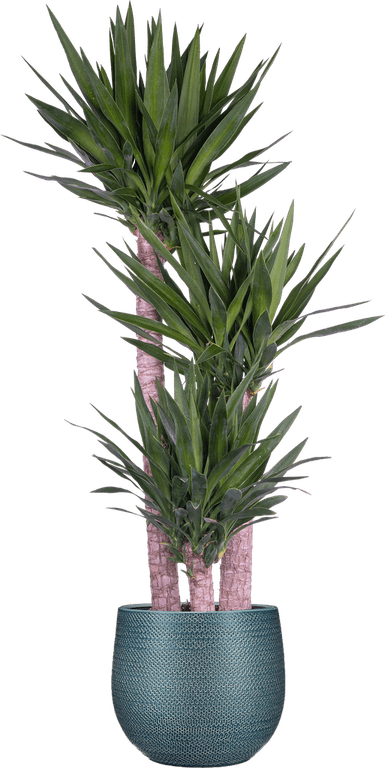 Joshua Tree PNG