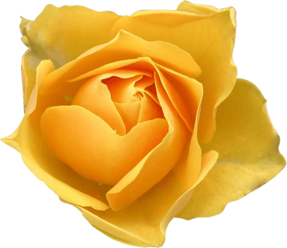 Rose Clear PNG