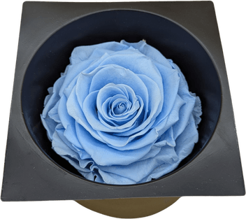 Real Blue Flower PNG
