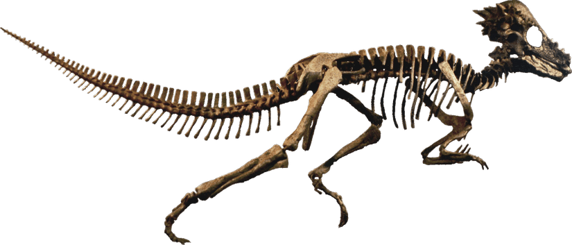 Fossils PNG