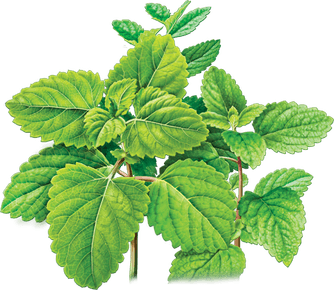 Peppermint PNG