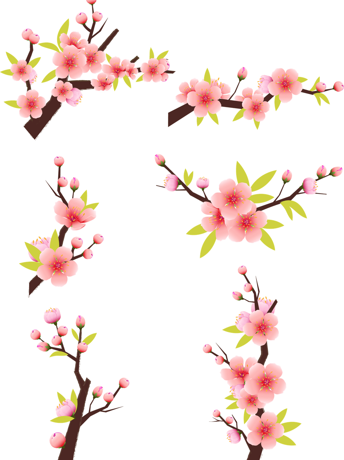 Cherry Blossom PNG