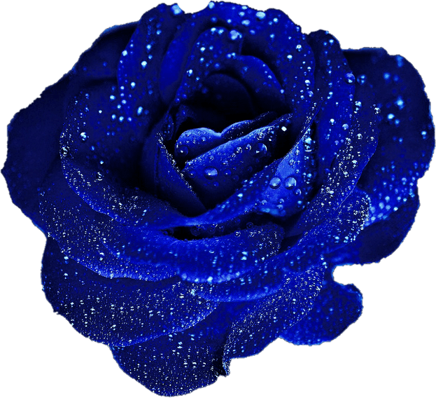 Blue Roses PNG