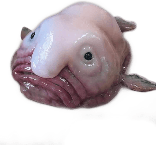 Blob Fish PNG