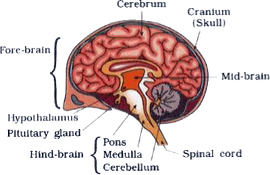 Human Brain PNG