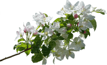 Apple Flower PNG