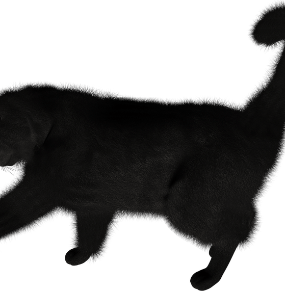 Cat Tail PNG