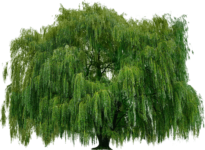 Willow Tree PNG