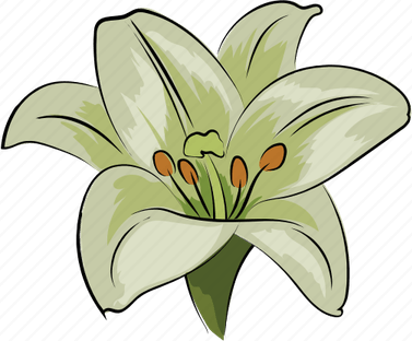 Amaryllis Flower PNG