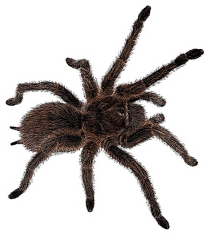 Tarantula PNG