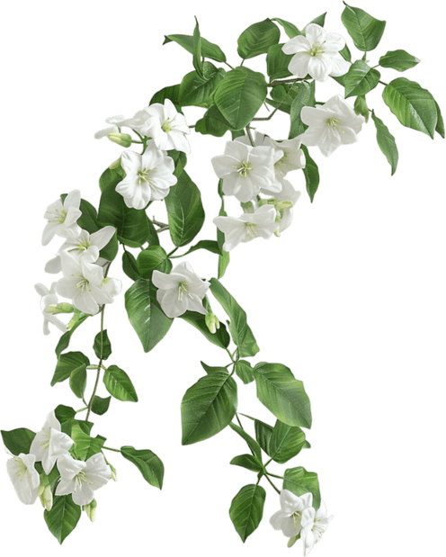 Jasmine Tree PNG
