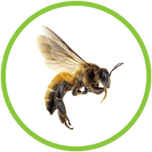 Honey Bee PNG