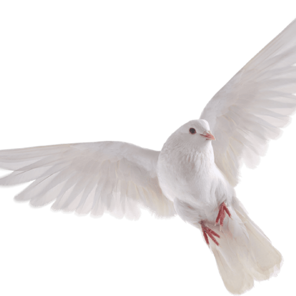Independence Day Bird PNG