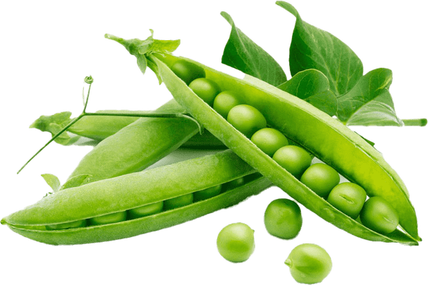Green Beans PNG