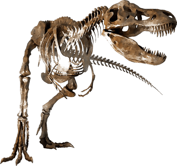 Fossils PNG
