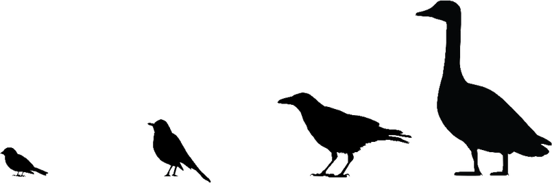 Dark Bird PNG