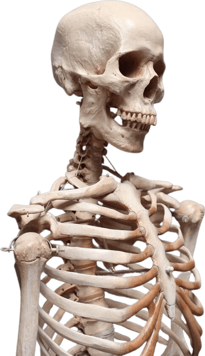 Skull Meme PNG