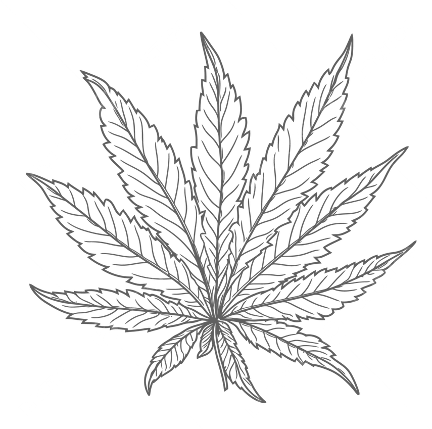 Leaf Black And White PNG