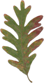Acorn Leaf PNG