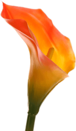 Callalily PNG