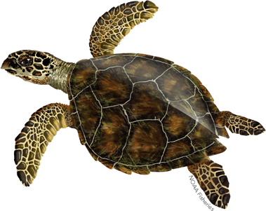 Turtle PNG
