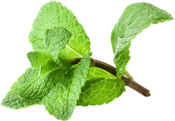 Mint PNG