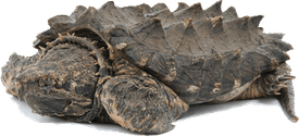 Snapping Turtle PNG