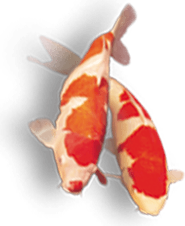 Koi Fish PNG