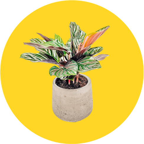 Plant Mom Aesthetics Theme PNG